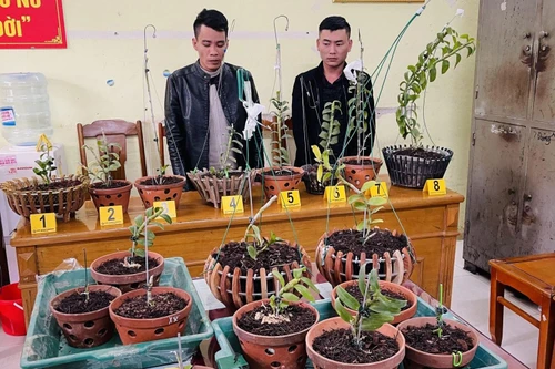 Bắt bộ đôi chuyên trộm lan 'đột biến' tiền tỷ