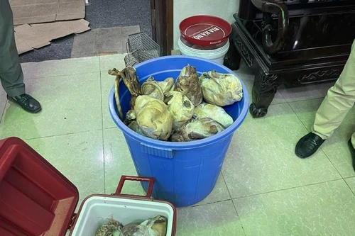 "Om" 17 cá thể tê tê quý hiếm, chủ nhà hàng bị khởi tố