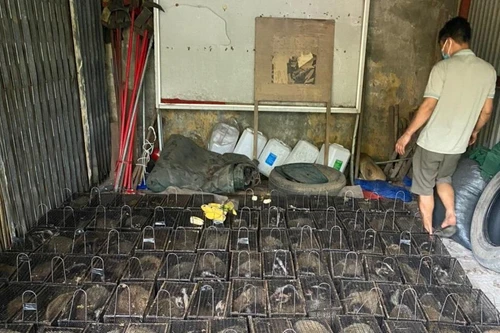 Bắt quả tang đối tượng vận chuyển 100 cá thể cầy vòi mốc