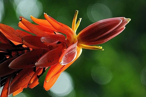 Vẻ đẹp lạ của hoa chuối rừng, ít người biết cắm loại hoa này