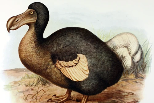 Có thể sớm hồi sinh loài chim đã tuyệt chủng