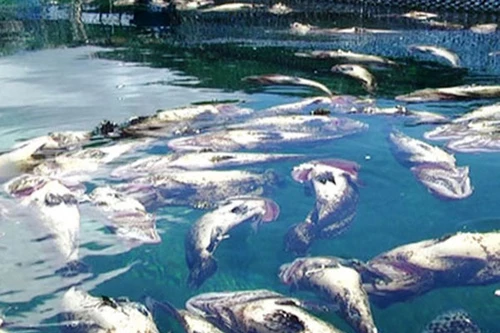 Cá Mú chết trắng bè, người dân hoang mang