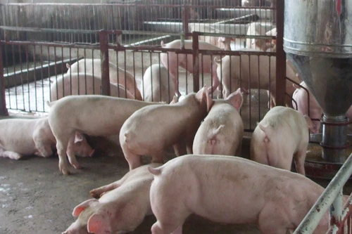 Quá sợ chất cấm gây ung thư trong thịt lợn