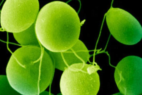 Tảo có thể chữa mù lòa