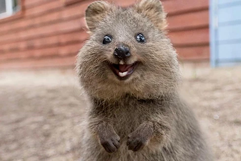 [ẢNH] Cận cảnh loài động vật được mệnh danh là "hạnh phúc nhất thế giới"