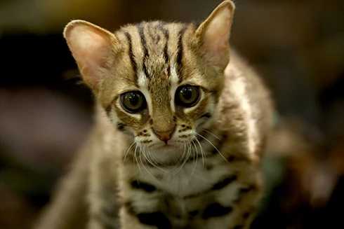 [ẢNH] Vài loài động vật nhỏ và quý hiếm bậc nhất thế giới