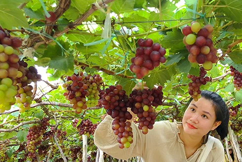 [ẢNH] Khám phá "thiên đường" nho Ninh Thuận