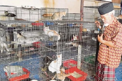 Đôi vợ chồng già nuôi 1.870 chú mèo