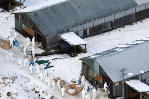 Nhật Bản tiêu hủy 210.000 con gà để ngăn chặn dịch cúm 