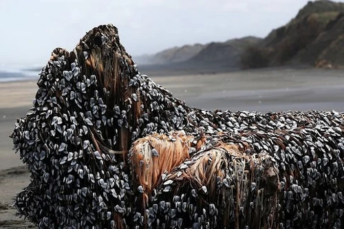 Phát hiện "tóc của quái vật biển" ở New Zealand?