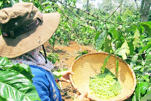 Vì tiền, chấp nhận để kiến cắn chi chít khắp người