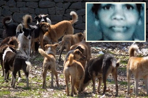 Con trai bất lực nhìn mẹ bị 100 con chó hoang cắn xé đến chết