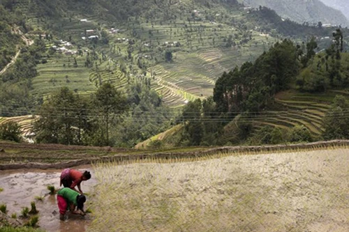 Lúa chống biến đổi khí hậu