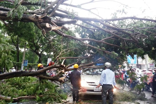Cây cổ thụ bật gốc đè trúng taxi tại trung tâm TP.HCM