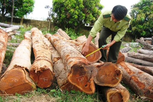 Khởi tố một giám đốc làm giả giấy tờ, buôn gỗ lậu