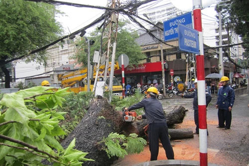 Cây cổ thụ bật gốc giữa phố, người đi đường hú vía