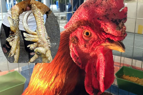 Ngắm thần kê 9 cựa tưởng chỉ có trong truyền thuyết