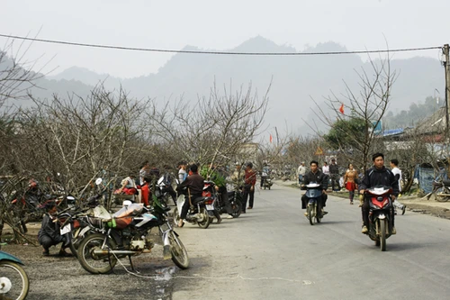 Tấp nập chợ đào rừng ven quốc lộ 6