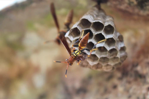 Chọc phá tổ ong, 16 học sinh bị đốt