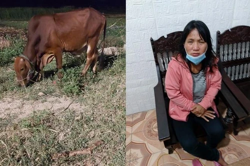 “Nữ quái” bị bắt khi đang đưa con bò vừa trộm được đi bán