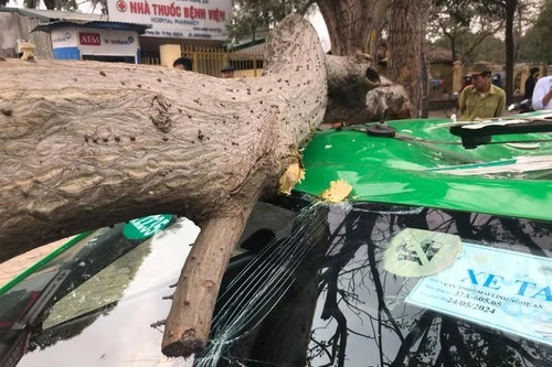 Cành cây gãy đè bẹp nóc xe taxi