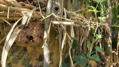 Bị ong vò vẽ đốt, cháu bé tử vong