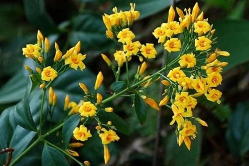 Nữ sinh lớp 7 ăn lá ngón tự tử