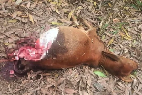 Trộm đột nhập xẻ đùi bê trong đêm