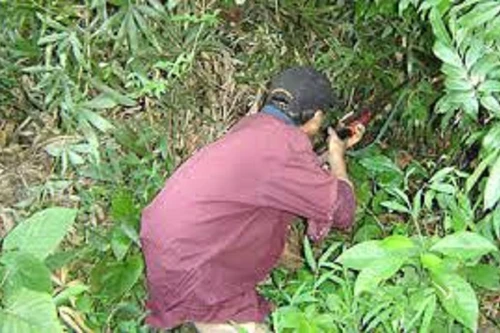 Đi săn cùng đồng nghiệp, thầy giáo trúng đạn tử vong