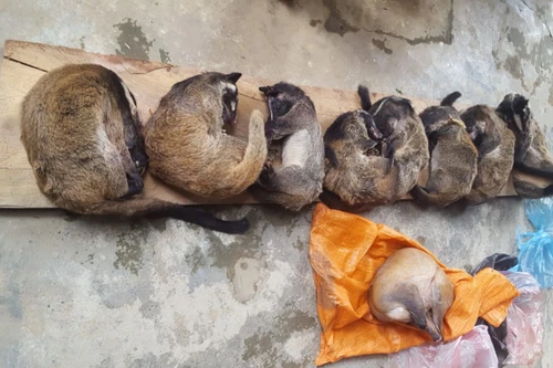 Mua bán động vật quý hiếm để sử dụng cho đám cưới