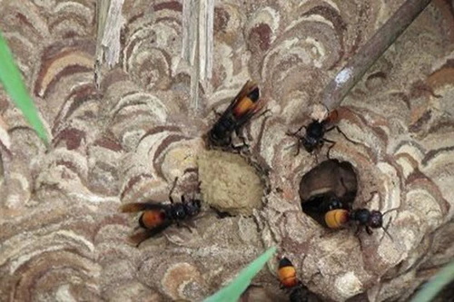 Nam thanh niên bị ong đốt tử vong