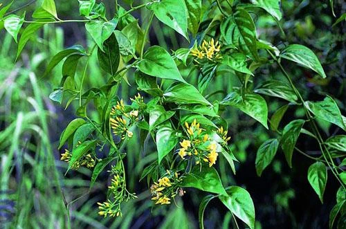 Giận chồng, người phụ nữ ăn lá ngón tự tử