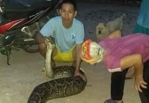 Phát hiện con trăn nặng gần 40kg trong vườn nhà