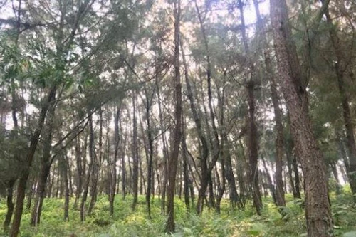 Người đàn ông tử vong trong rừng thông với vết thương trên cổ và bụng