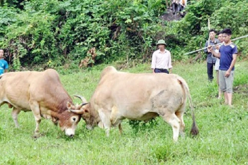Ngăn bò chọi nhau, người phụ nữ bị húc thủng bụng