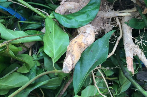 Ghen tuông, giận vợ, tự tử bằng lá ngón 