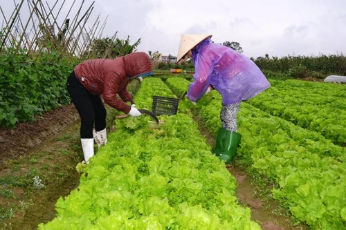 Nông dân Vân Nội thất thu vụ rau Tết vì thông tin mập mờ