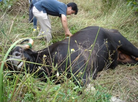 Chuyên gia trào nước mắt khi bò tót... chết oan!?