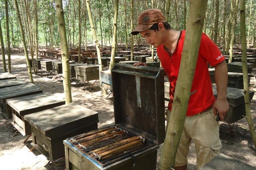 Những phận trai cả đời rong ruổi tìm hoa