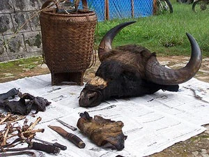 Xác định có 17 đối tượng tham gia giết bò tót vườn Quốc gia Cát Tiên