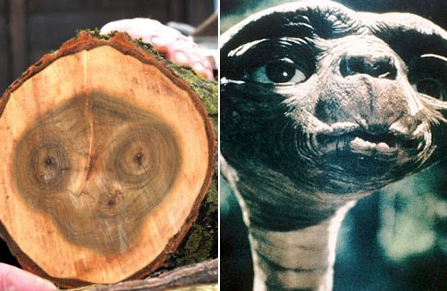 Khúc gỗ có vân mặt người ngoài hành tinh