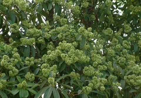 “Trảm” hơn 1.000 cây hoa sữa ở phố biển Nha Trang