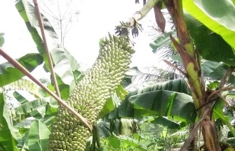 Thêm một buồng chuối "khủng" hơn 200 nải ở Nghệ An