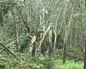 Hàng chục hécta cao su bị thú lạ cắn phá