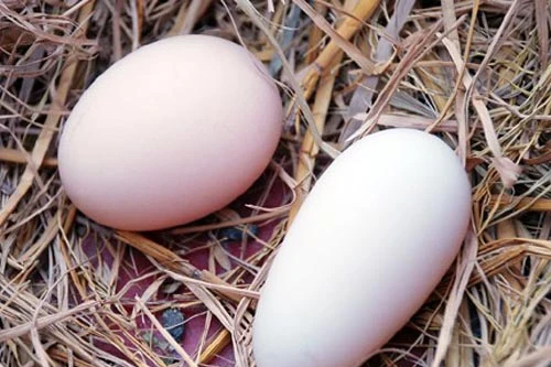 Lạ kỳ gà "mang thai", đẻ trứng... dài