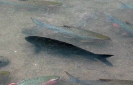 Xuất hiện Cá Chúa ở suối Cá Thần ?