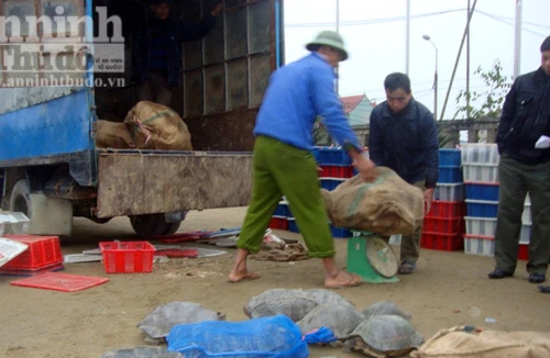 Lợi nhuận cao, xử phạt thấp: Sẽ còn nhiều con thú phải bỏ mạng!