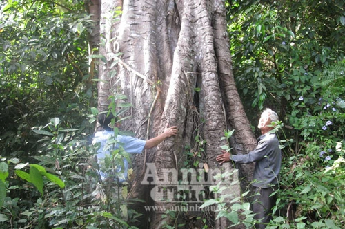 Thần bí truyền thuyết từ mối tình... loạn luân