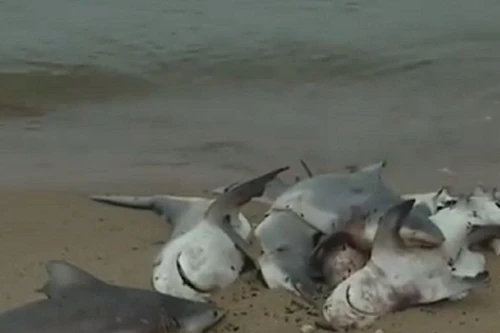 Cá mập chết la liệt ở bờ biển Alabama