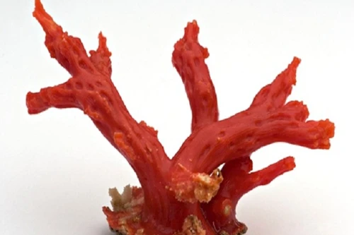 Nhật Bản “đau đầu” vì ngư dân Trung Quốc ngang nhiên trộm san hô